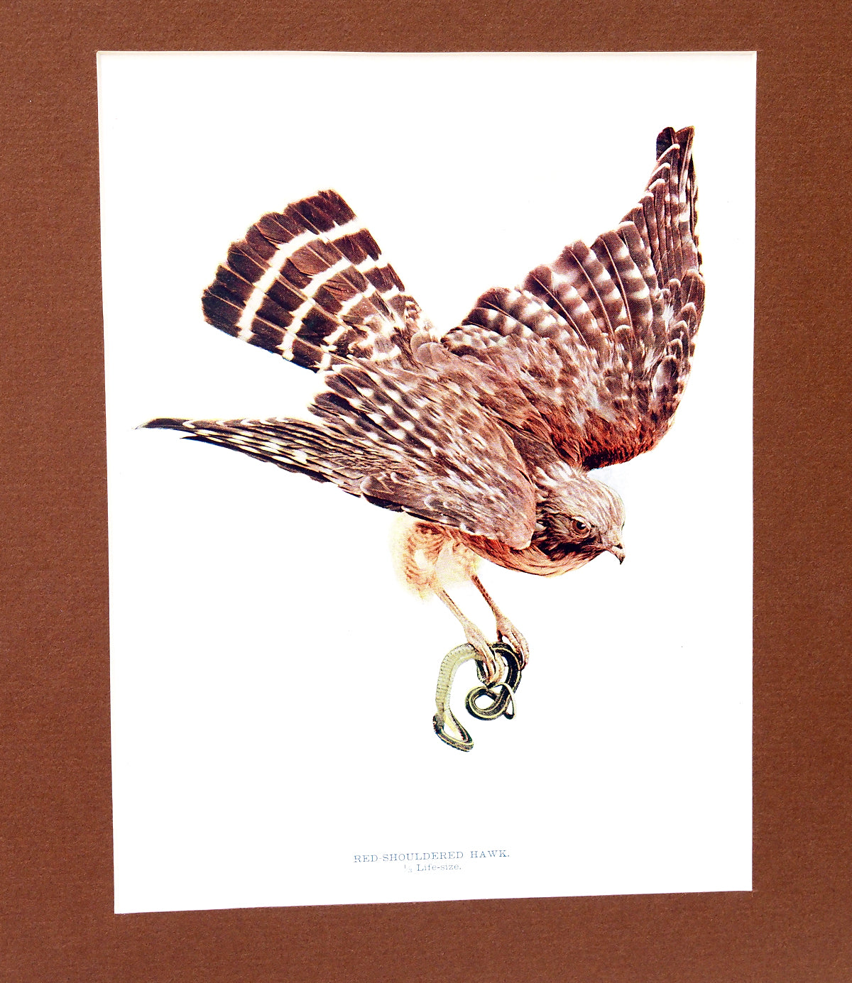 Red Shouldered Hawk - 1902