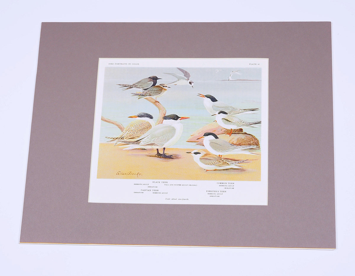 Terns - 1934 Matted Color Plate