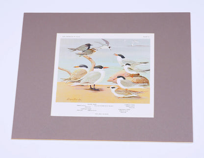 Terns - 1934 Matted Color Plate