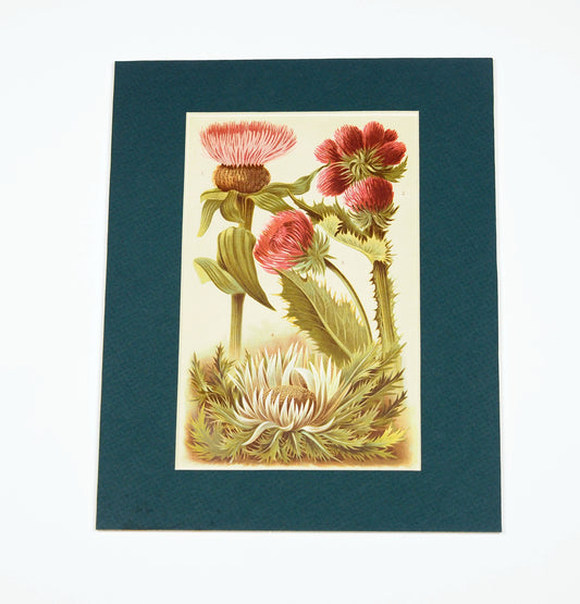 Thistles - 1904 Chromolithograph Vintage Print