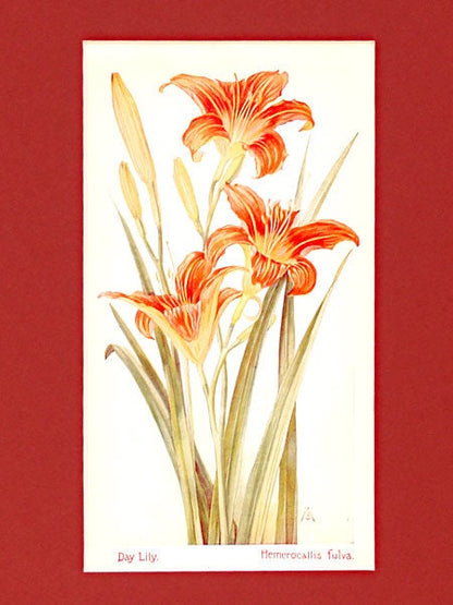 Day Lily - 1929 Colored Print
