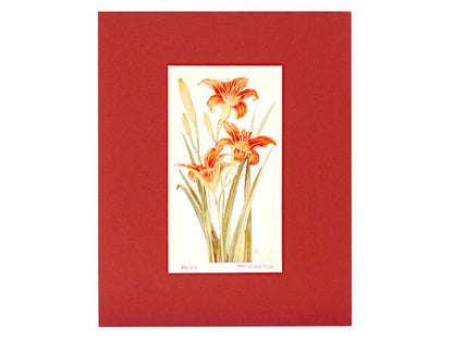 Day Lily - 1929 Colored Print